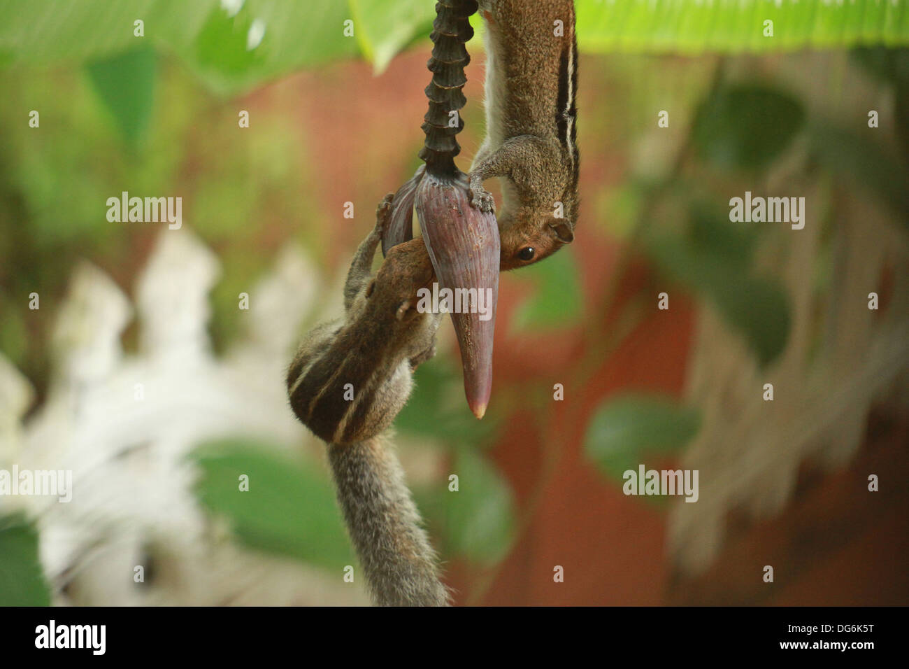 Eichhörnchen teilen Banane Blume Stockfoto