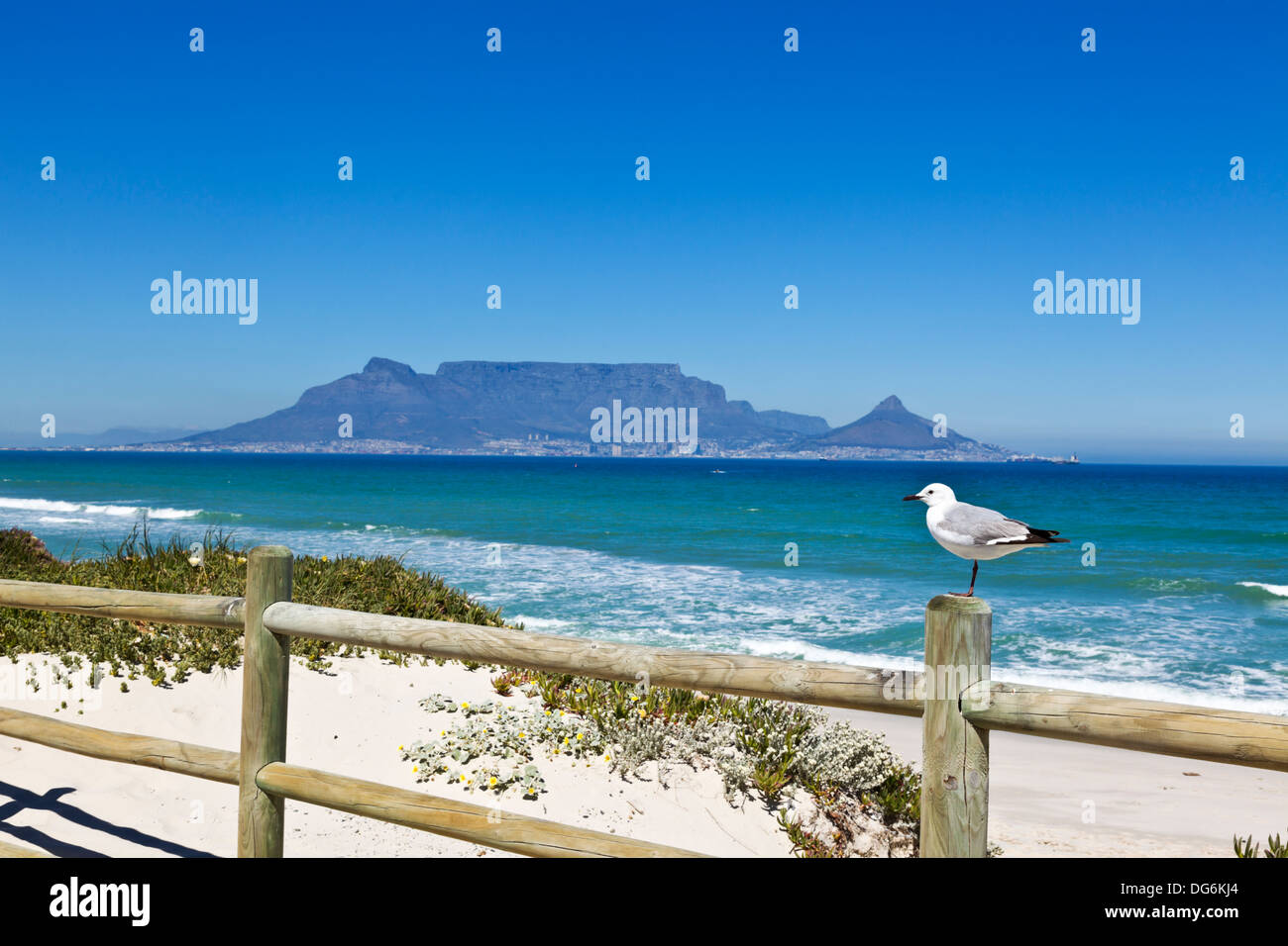 Cape Town, Südafrika. Eine Möwe sitzt auf dem Zaunpfosten, die entlang der natürlichen Dünen am Strand Tableview Kapstadt in Südafrika. Stockfoto