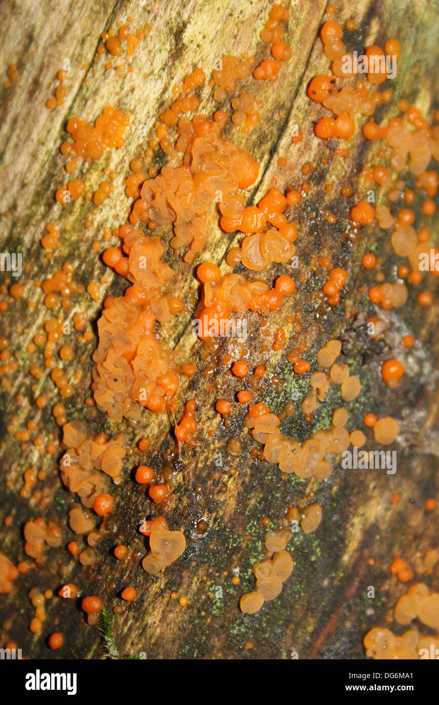Gemeinsamen Jelly Spot Pilze Dacrymyces stillatus Stockfoto