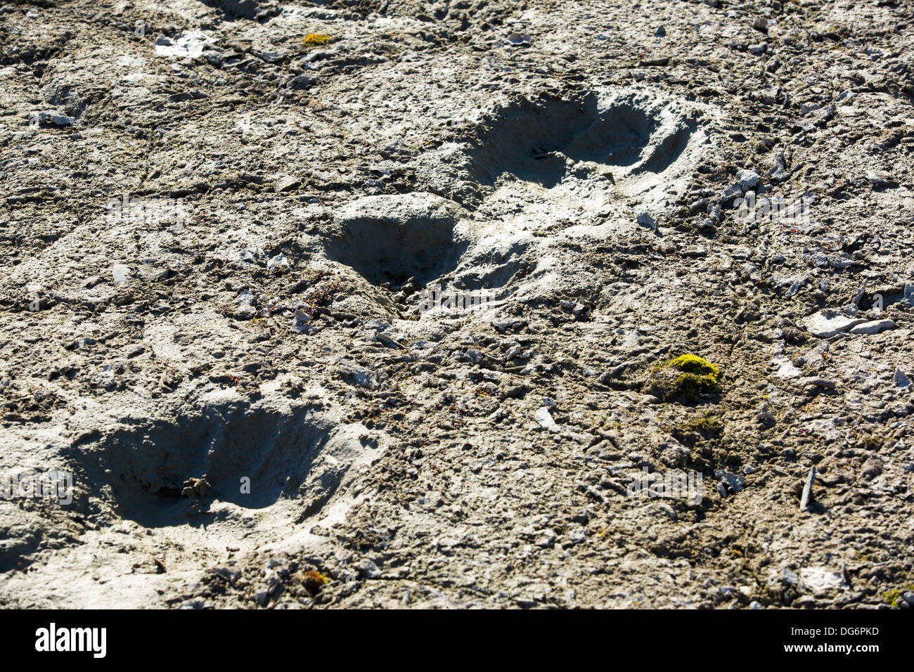 Eisbär Fußabdrücke in Permafrostböden am nördlichen Svalbard. Stockfoto