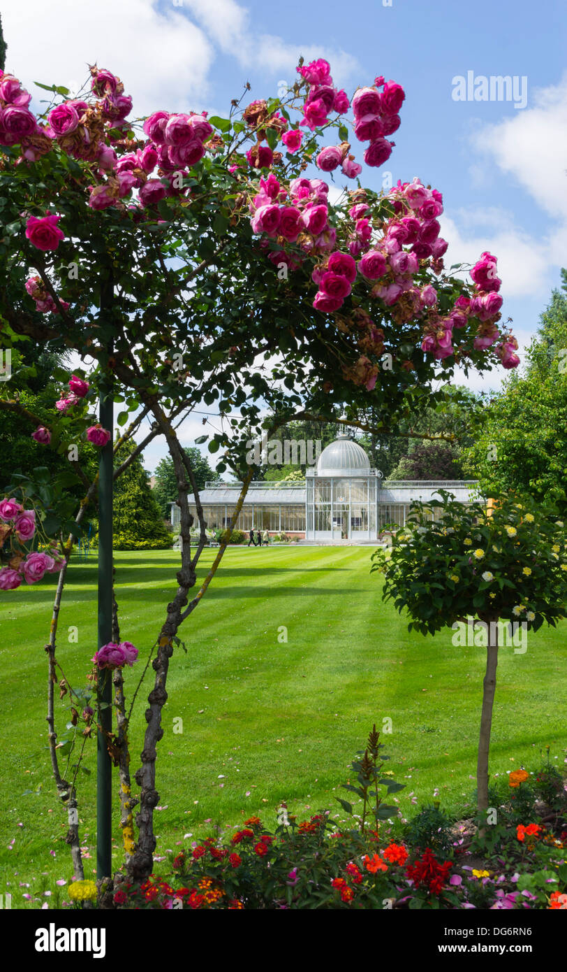 Frankreich, Midi-Pyrénées - Tarbes. Le Jardin Massey, öffentlichen Park. Rosen. Glasshouse darüber hinaus. Stockfoto
