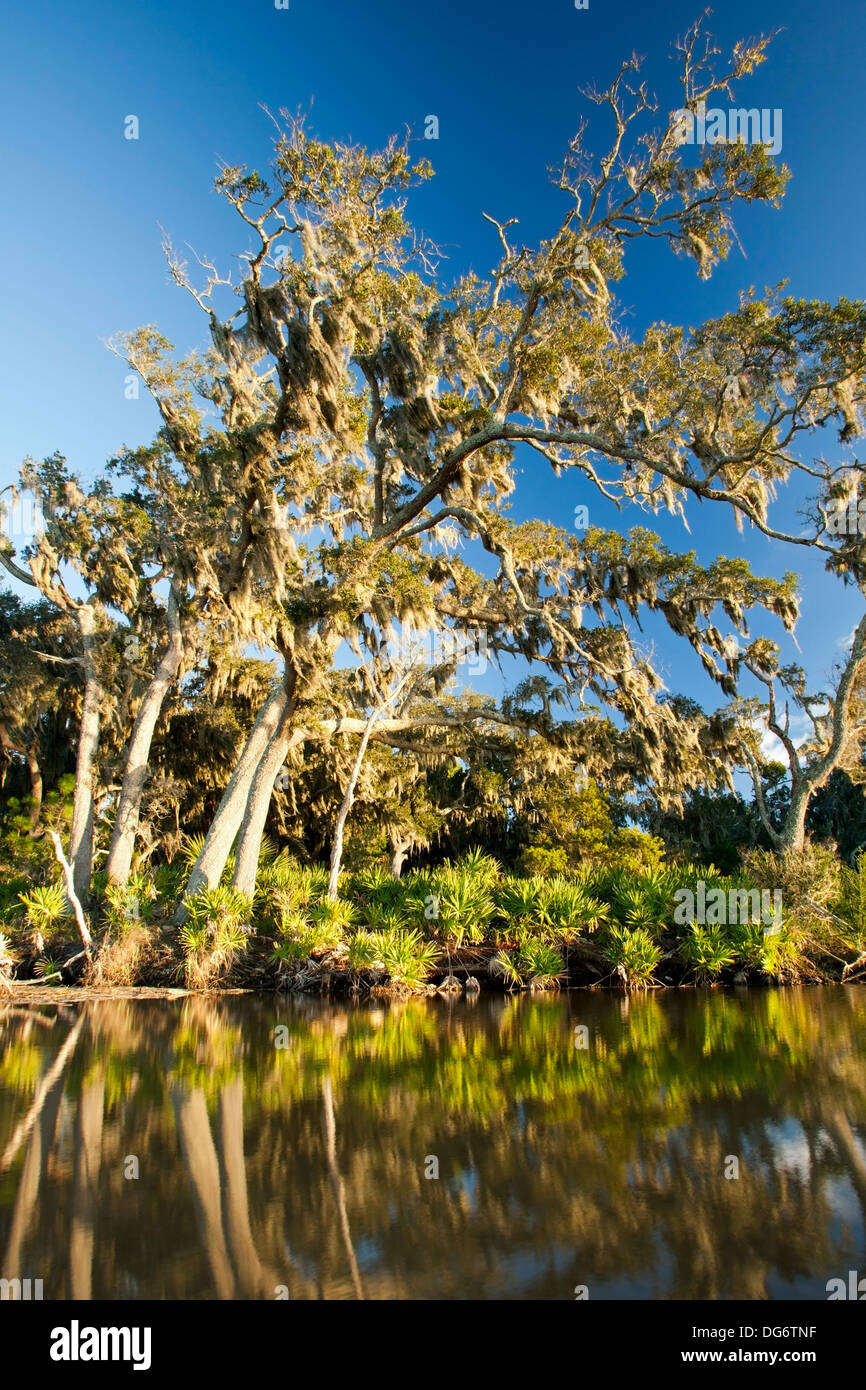 Bäume auf Jekyll Island, Georgia USA Stockfoto
