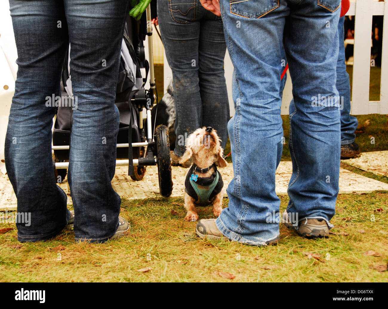 Hallo Hund Stockfoto