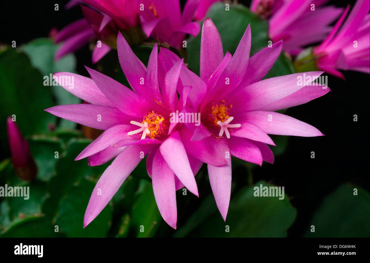 Rhipsalidopsis Gaertneri Kakteen Blume Stockfoto