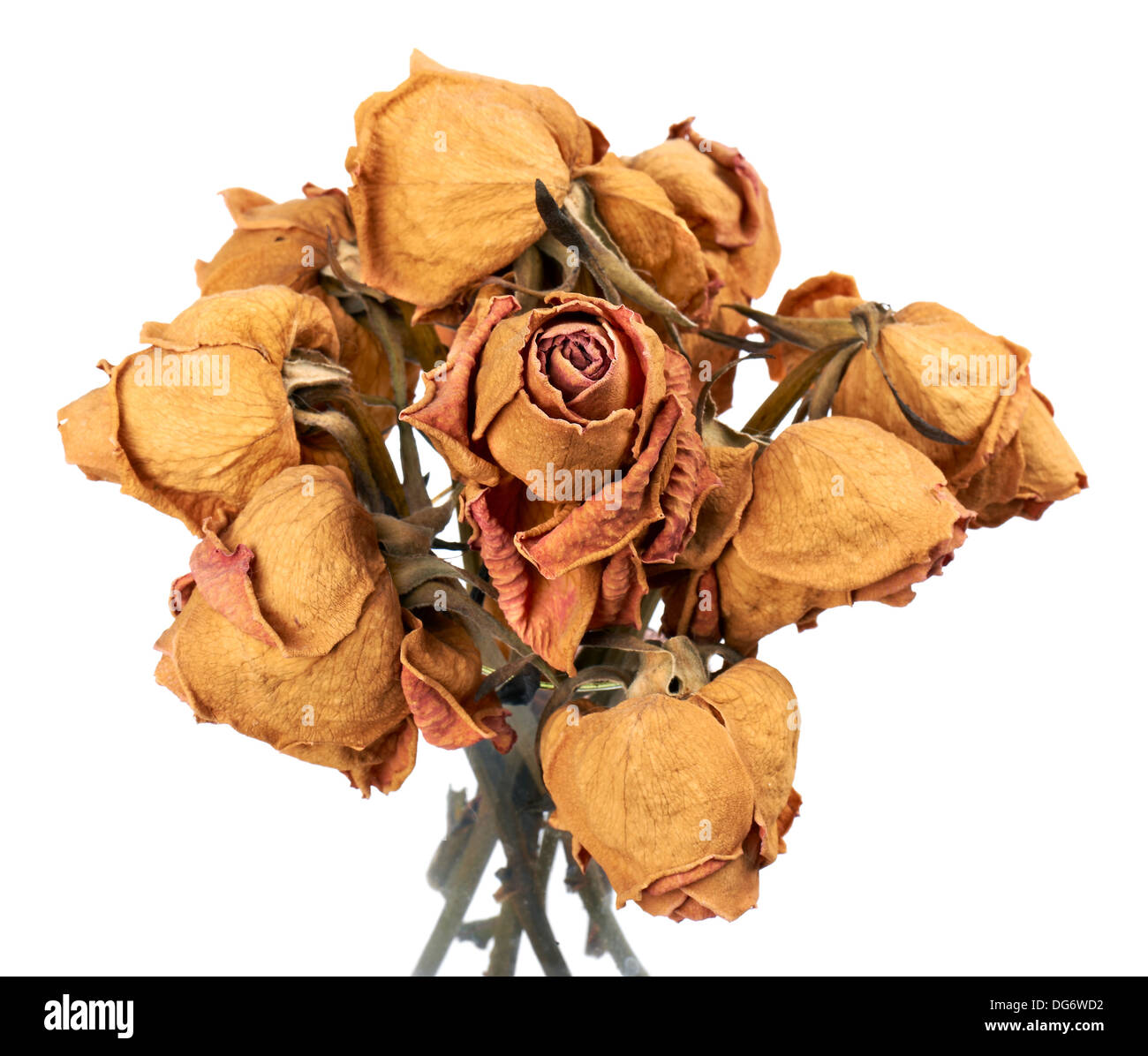 Nahaufnahme des trockenen Rosen isoliert auf weiss Stockfoto