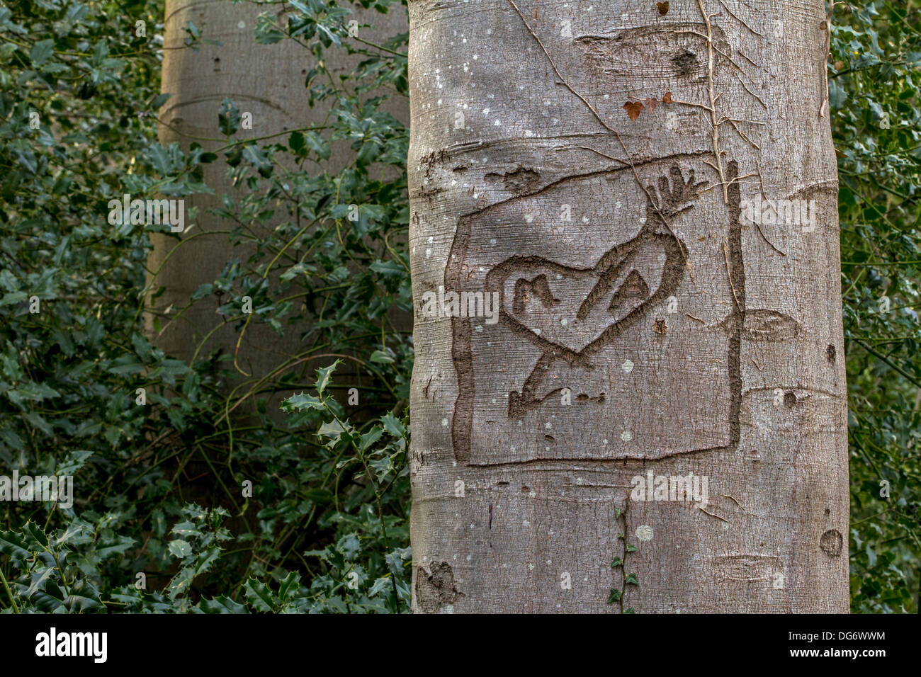 Europäische Buche (Fagus Sylvatica) mit Liebe Herz Graffiti geschnitzt in seine Rinde im park Stockfoto