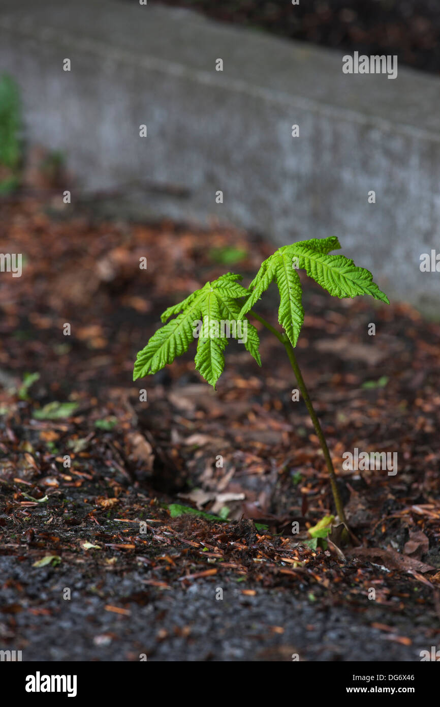 Edelkastanie / Marron (Castanea Sativa) schießen wachsen neben Beton im urbanen Umfeld Stockfoto