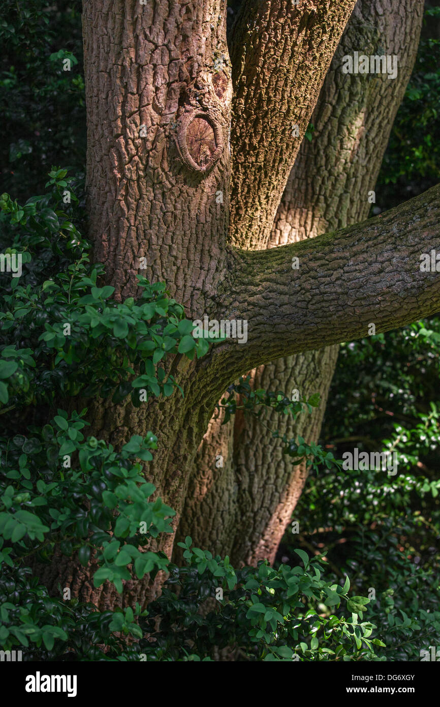 Stamm und Laub der Europäischen Box / Buchsbaum (Buxus Sempervirens) im Wald Stockfoto