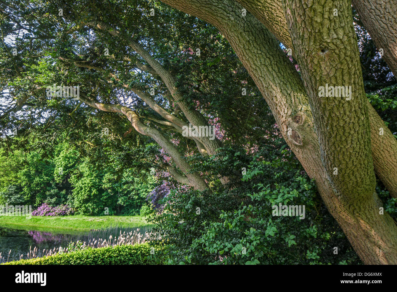 Stamm und Laub der Europäischen Box / Buchsbaum (Buxus Sempervirens) im Wald Stockfoto