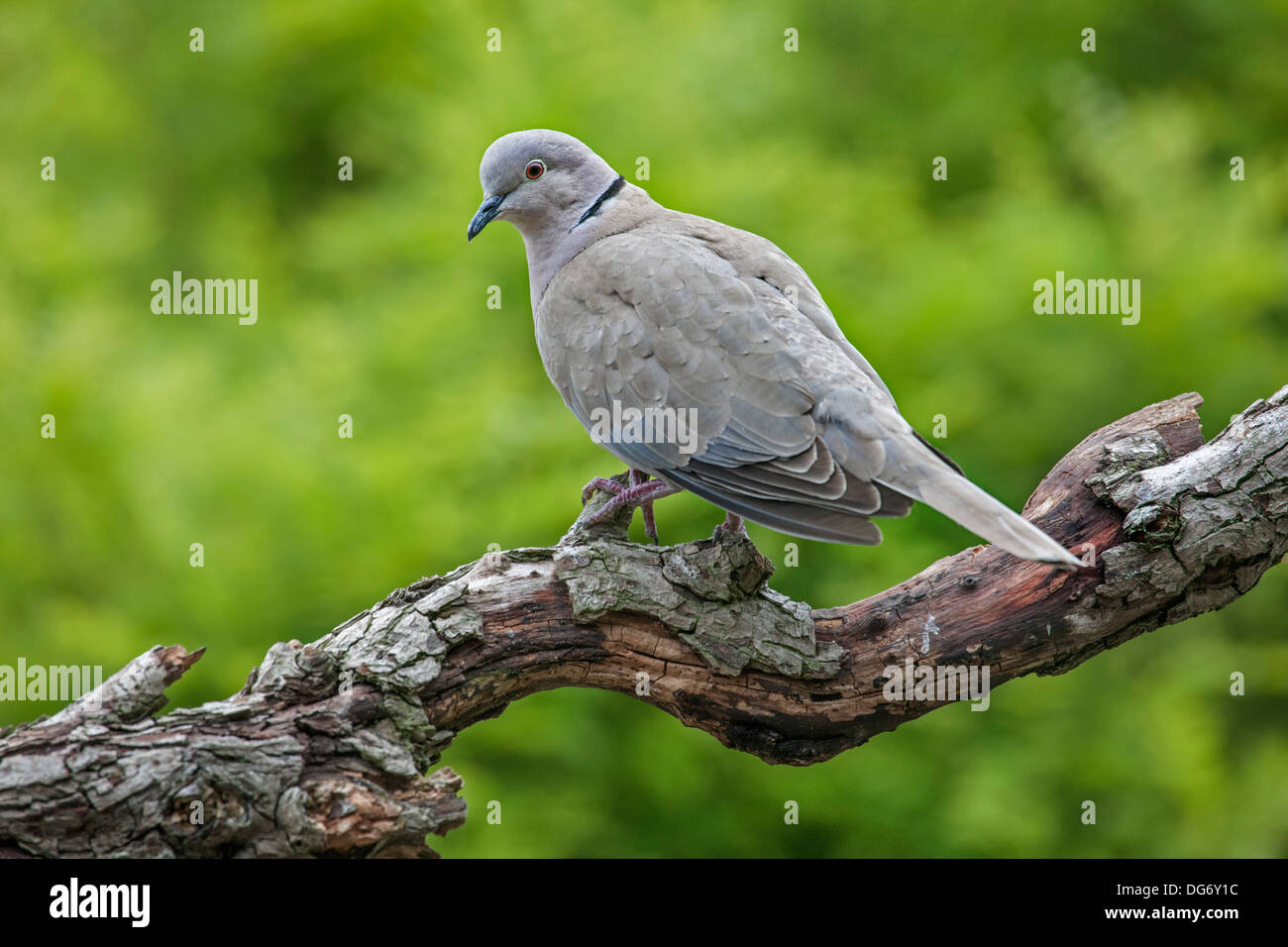 Eurasian Collared Dove (Streptopelia Decaocto) thront auf Ast im Baum Stockfoto