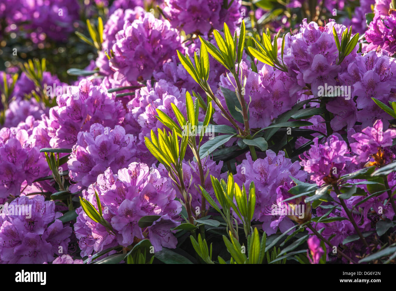 Gemeinsamen Rhododendron / pontische Rhododendron (Rhododendron Ponticum) in Blüte Stockfoto