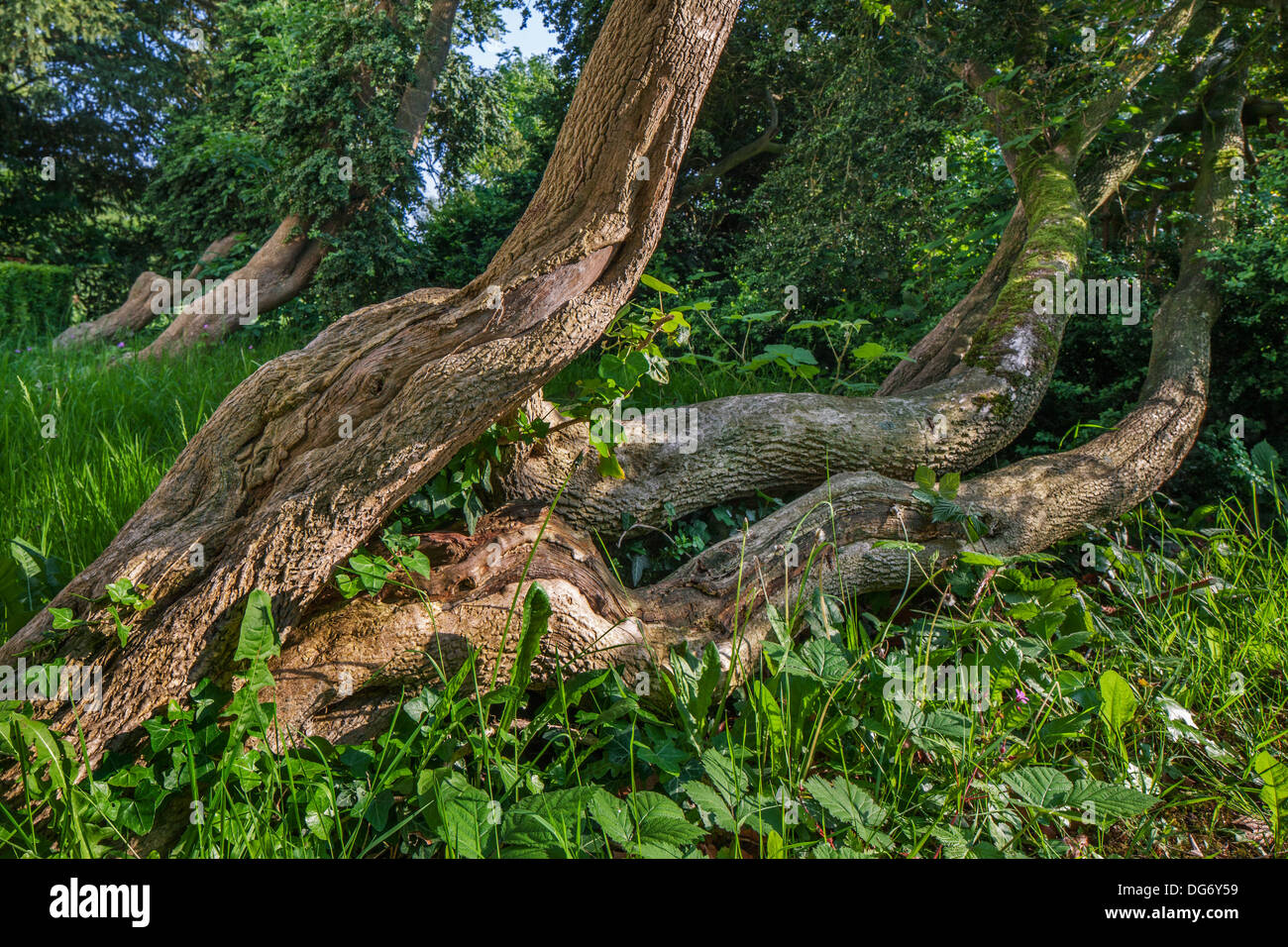 Stämme und Blätter der Europäischen Box / Buchsbaum (Buxus Sempervirens) im Wald Stockfoto