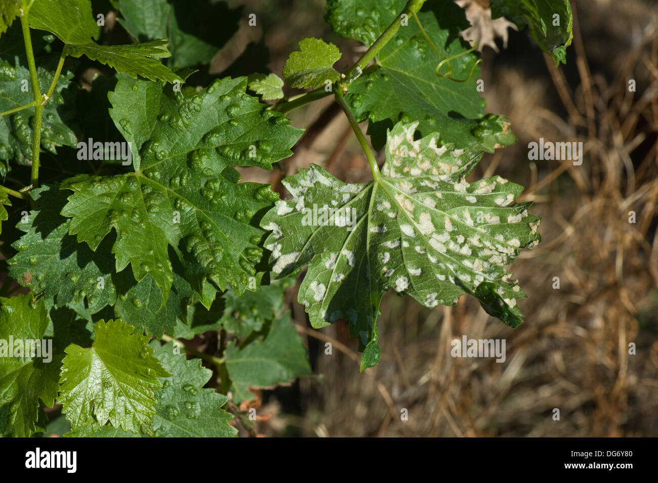 Grapevine Blistermilbe, Eriophyes vitis, weiße Schadensbläschen auf der unteren Oberfläche von Rebblättern in Frankreich Stockfoto
