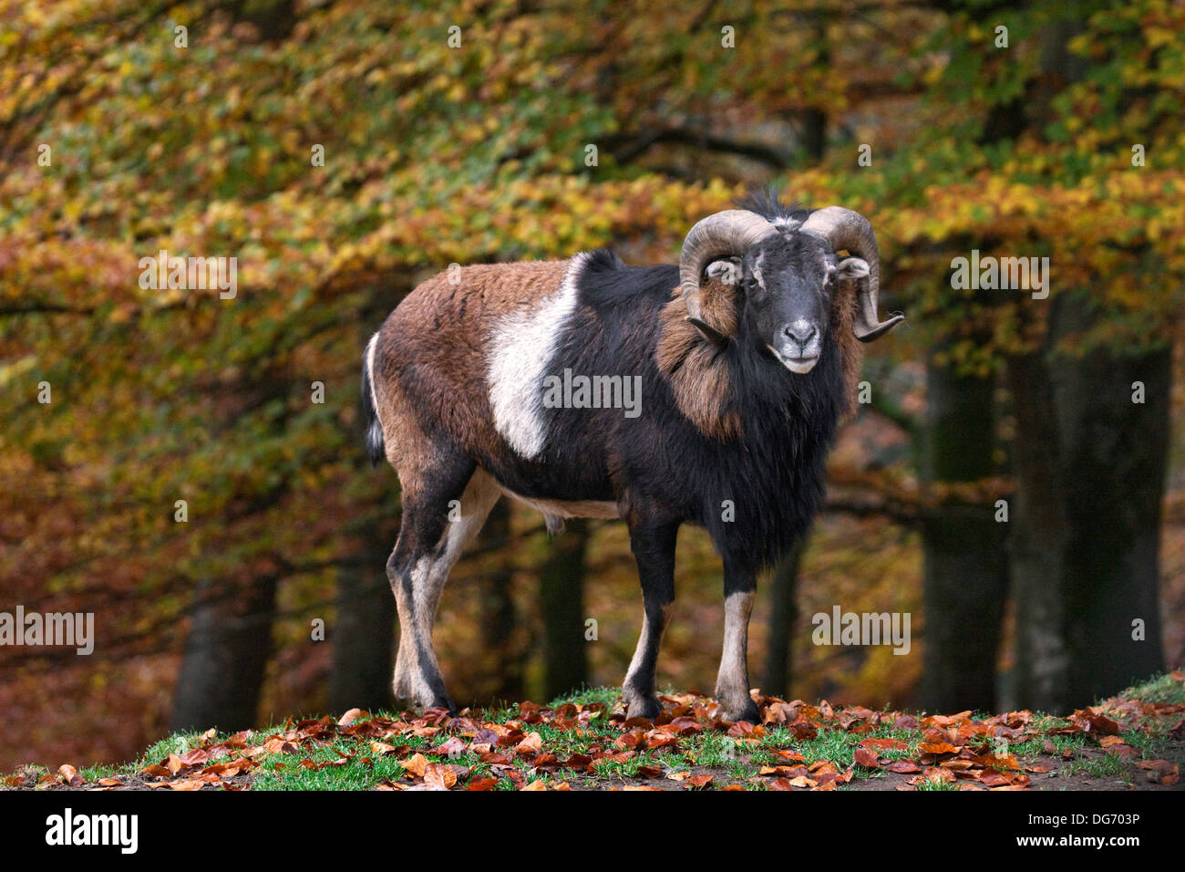 Europäischer Mufflon (Ovis Gmelini Musimon / Ovis Ammon / Ovis Orientalis Musimon) Ram im Wald im Herbst Stockfoto