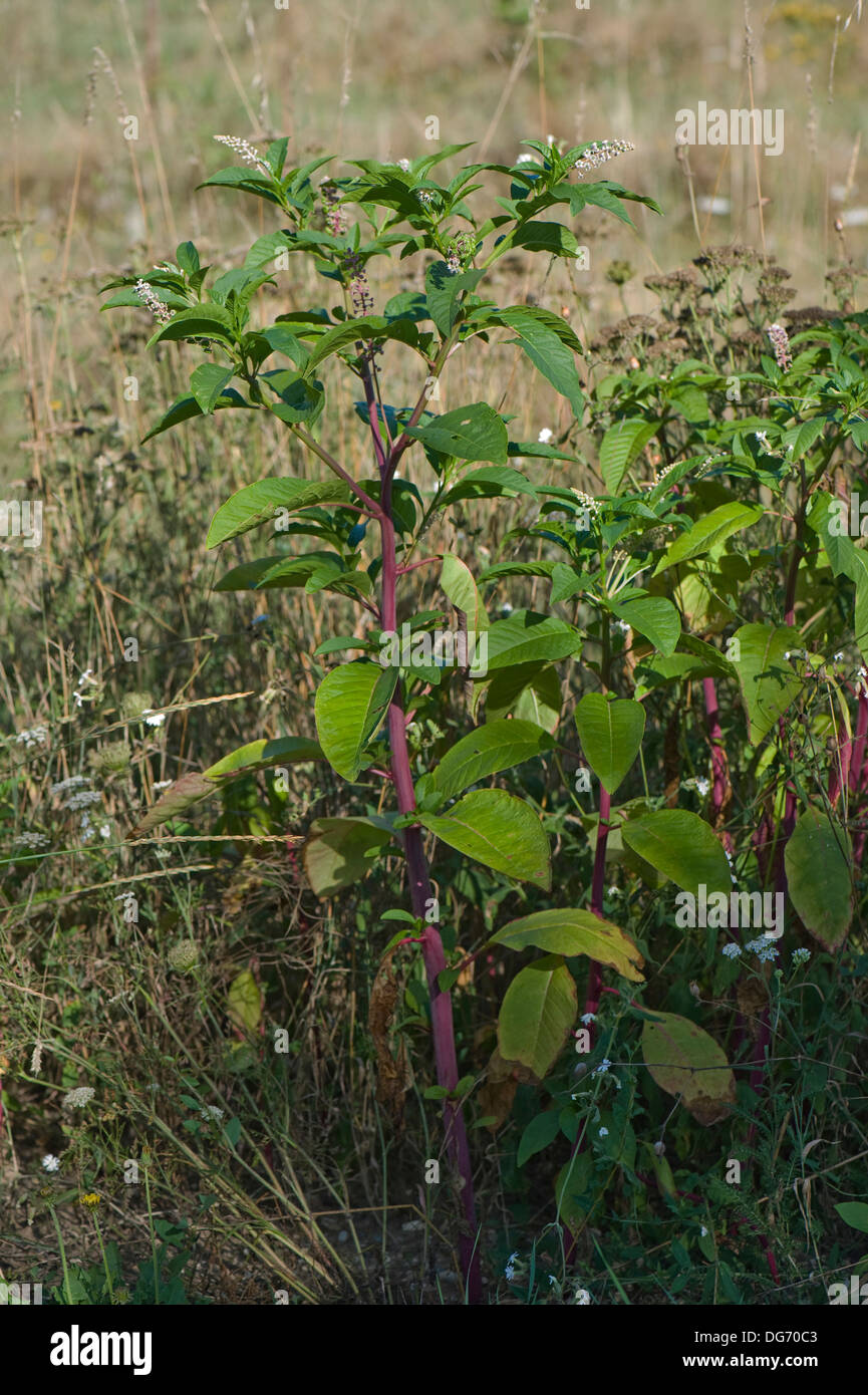 Amerikanische Frankreich, Phytolacca Americana, Blüte und Pflanze seeding Stockfoto