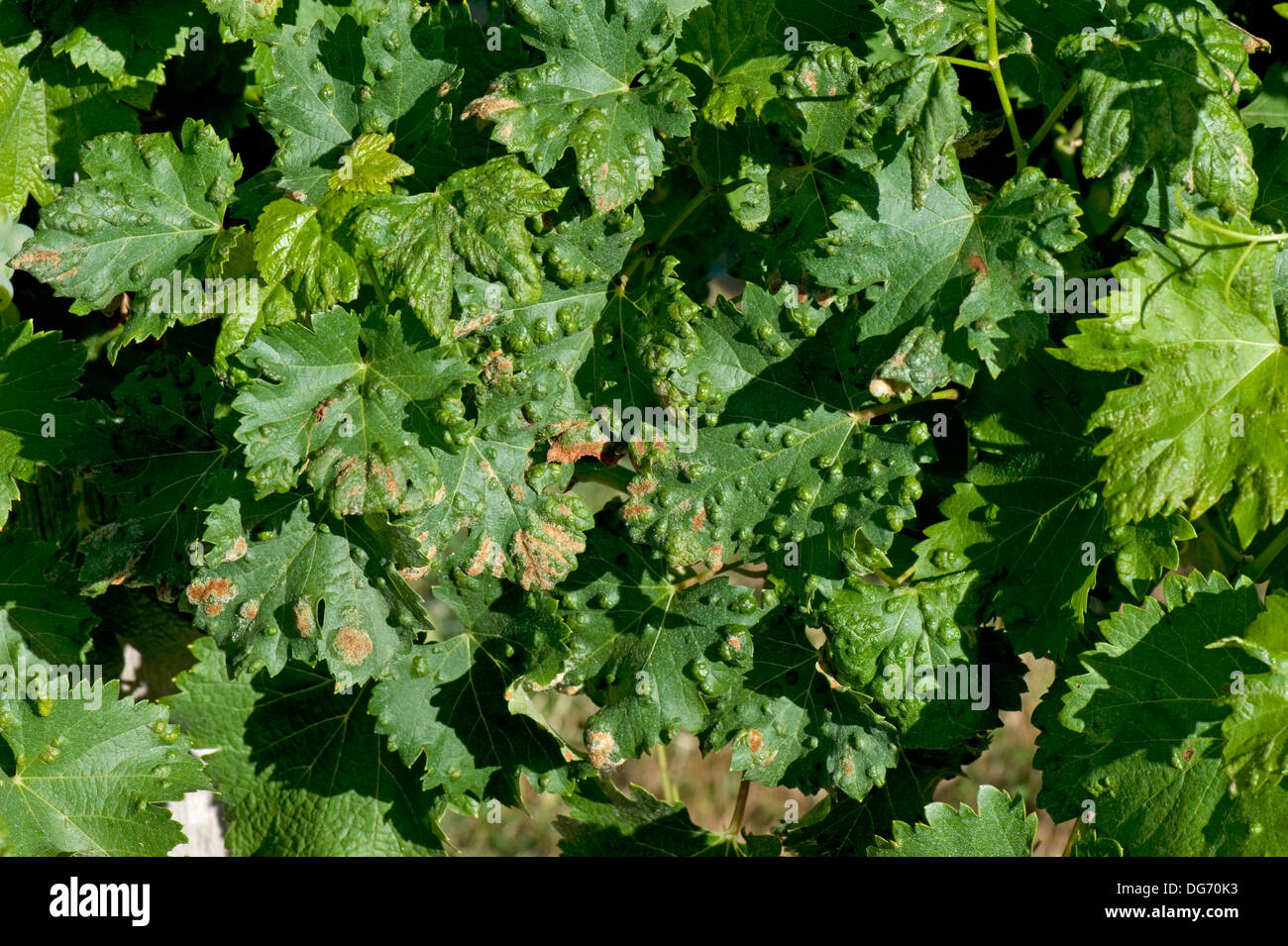 Grapevine Blistermilbe, Eriophyes vitis, schädigen Blasen an der Oberfläche von Rebblättern in Frankreich Stockfoto