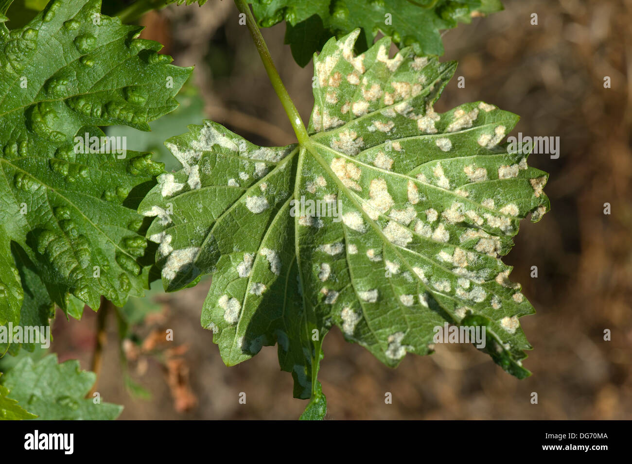 Grapevine Blistermilbe, Eriophyes vitis, weiße Schadensbläschen auf der unteren Oberfläche von Rebblättern in Frankreich Stockfoto