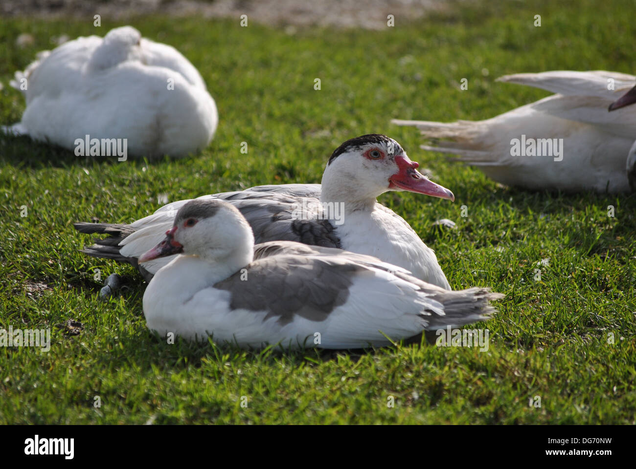 Ein paar von Muscovy Enten auf dem Rasen Stockfoto