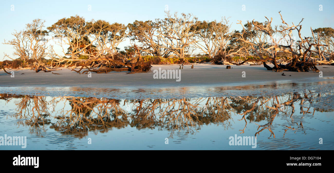 Zusammengesetzte Panoramabild Driftwood Beach - Jekyll Island, Georgia USA Stockfoto