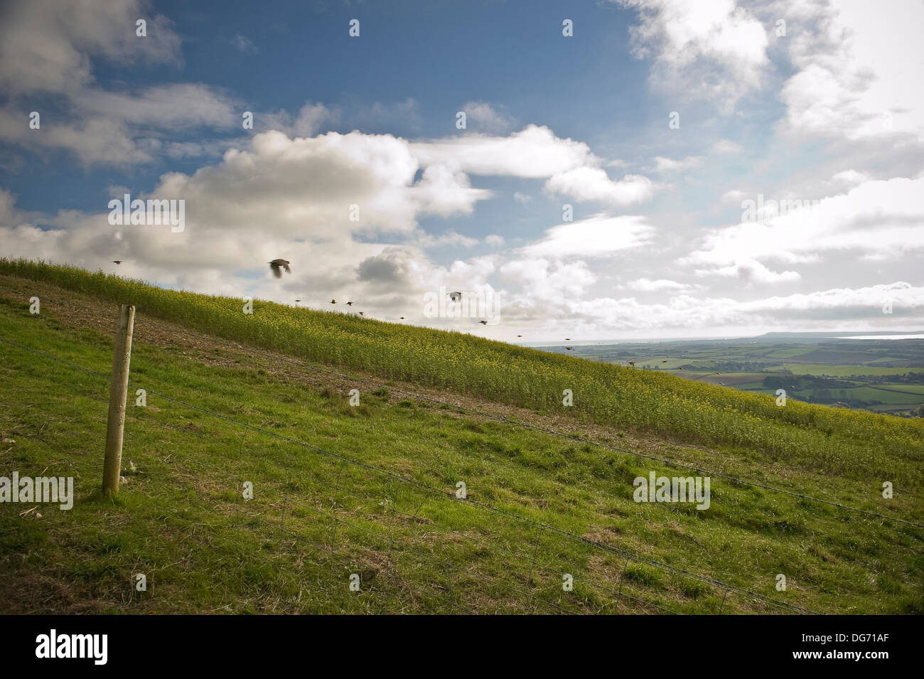 Fasane fliegen über einen Hügel in der Nähe von Portesham, Dorset, Großbritannien Stockfoto