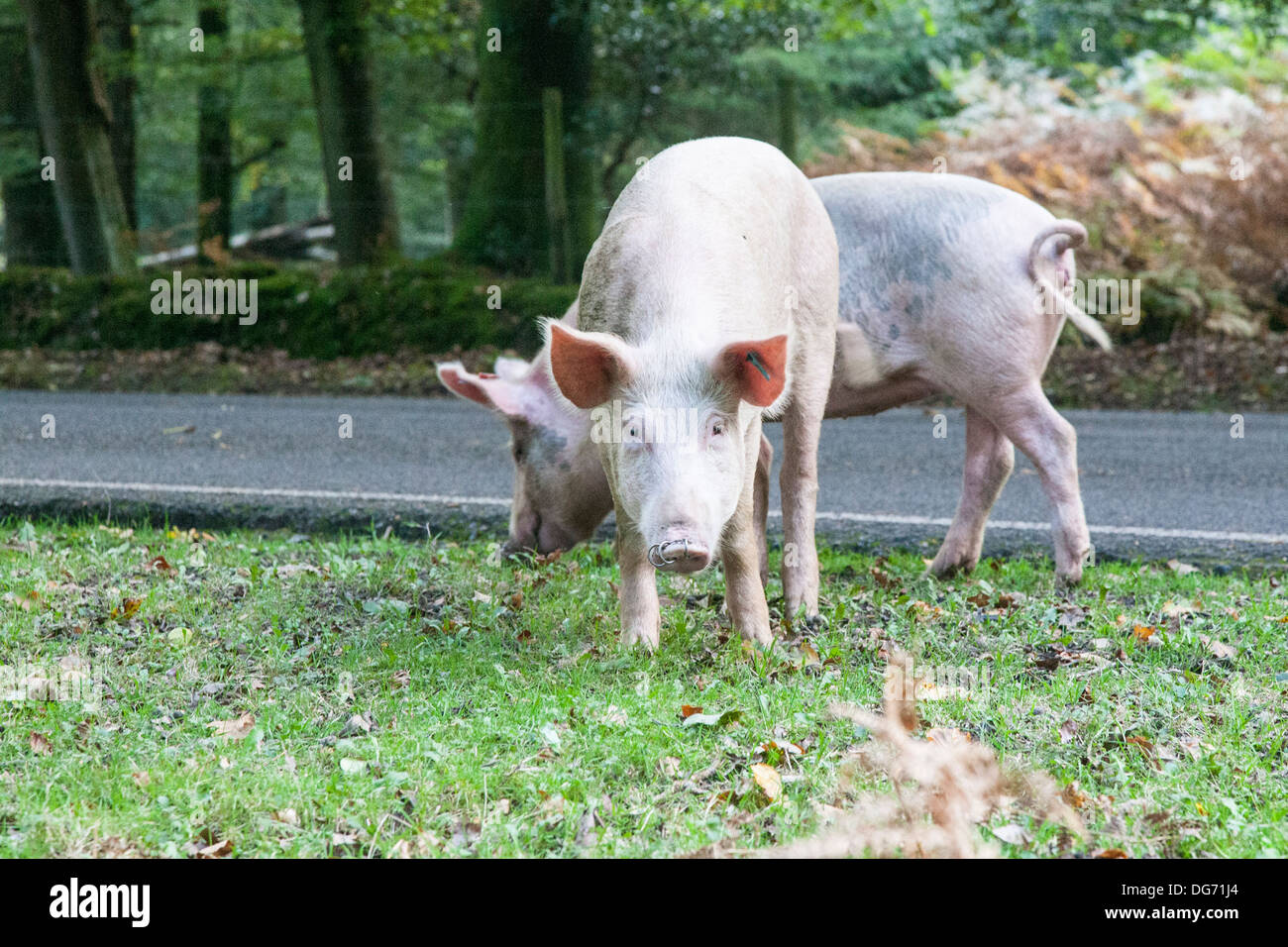 Schweine auf Nahrungssuche für Eicheln im New Forest Stockfoto