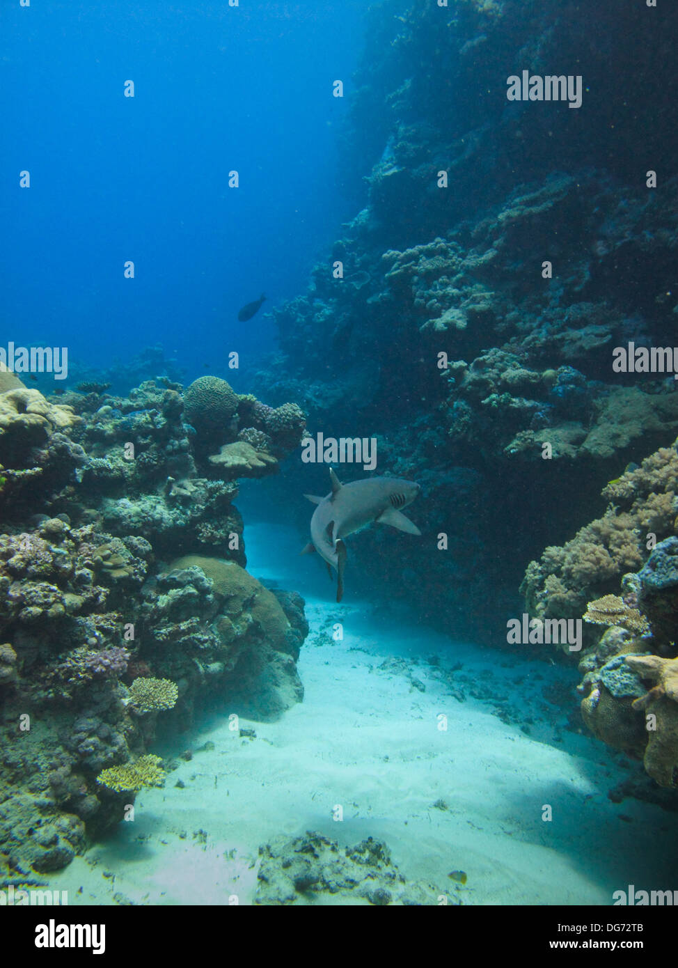 Weißspitzen-Riffhaie lauert in Korallen, um ahnungslose Opfer im Great Barrier Reef Marine Park Australien zu fangen Stockfoto