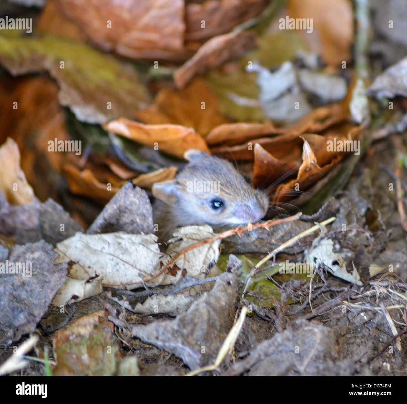 Junge Maus im nest Stockfoto