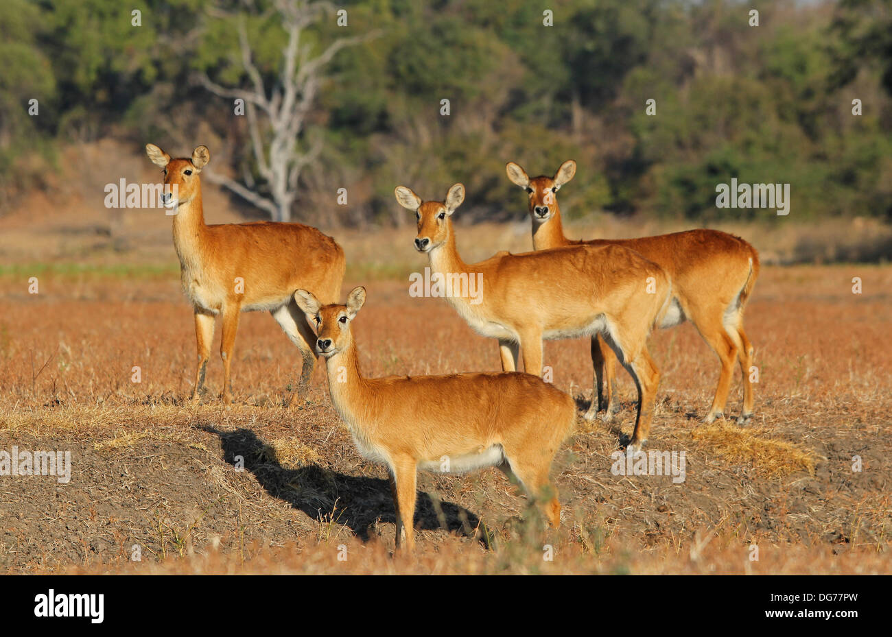 Puku Gazelle Sambia Stockfoto