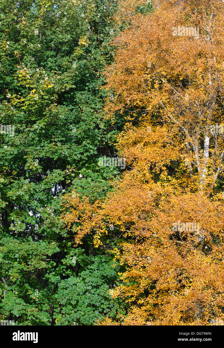 Konzept der zwei Bäume. Sommer trifft Herbst. Stockfoto