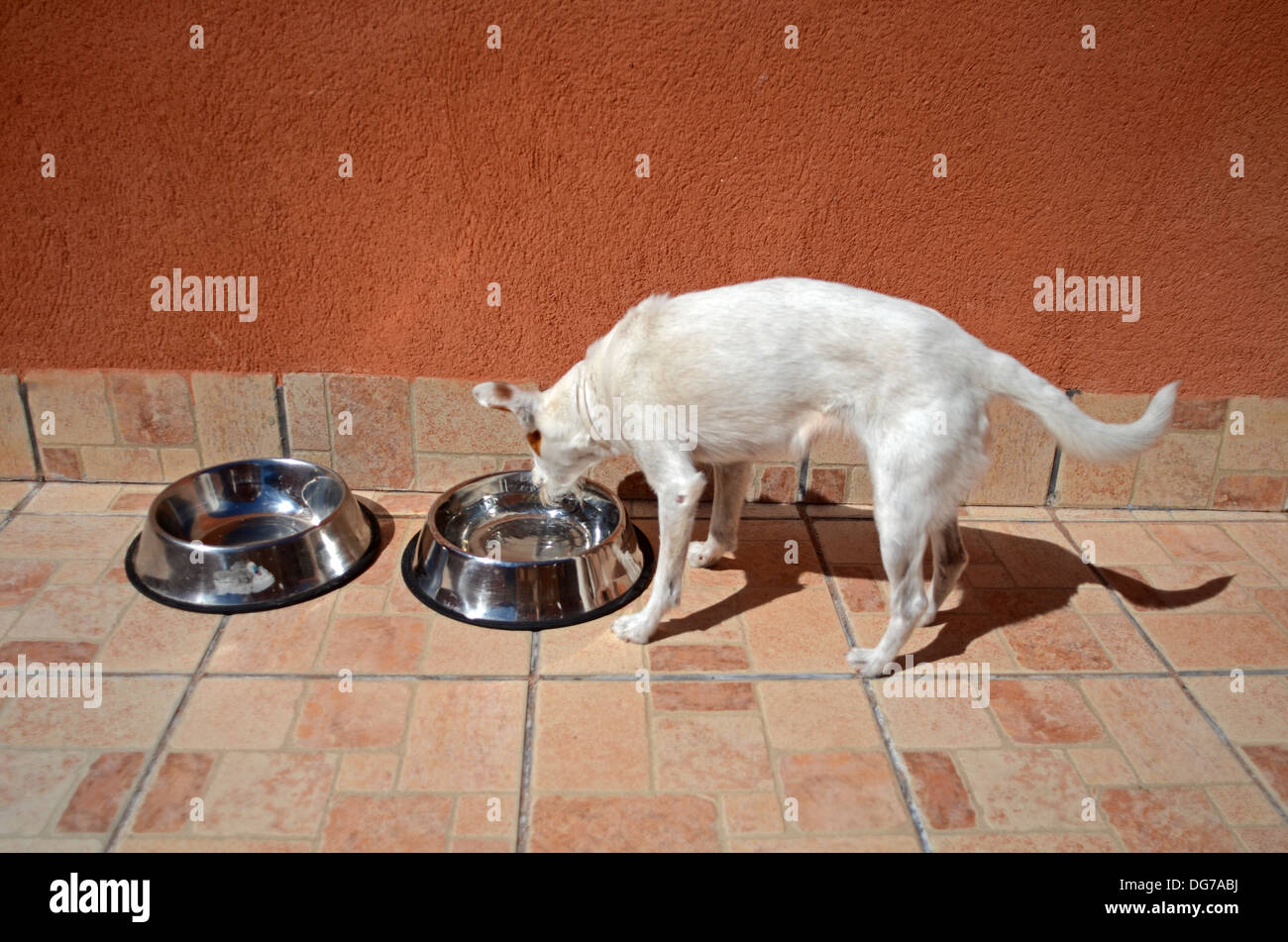 Kleiner weißer Hund Trinkwasser Stockfoto