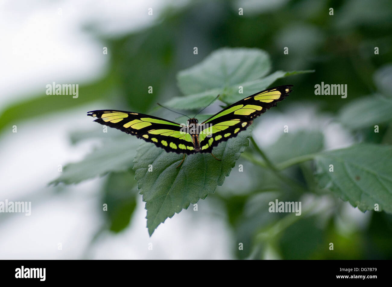 Malachit Schmetterling, Siproeta Stelenes in natürlicher Umgebung Stockfoto