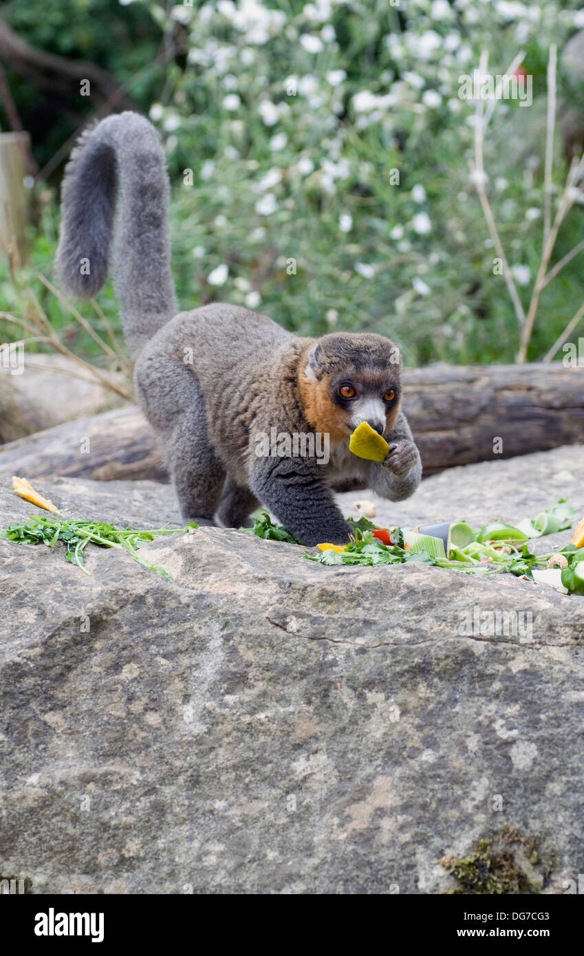 Mungo Lemur Eulemur Mongoz Komoren Madagaskar ernähren sich von Früchten Stockfoto