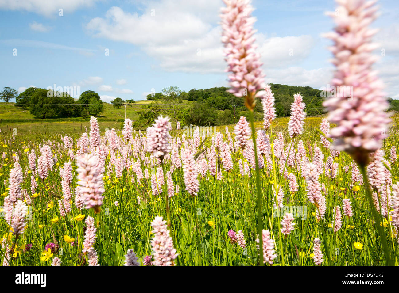 Wasser Bistort, Hahnenfuß, Klee und andere wilde Blumen wachsen in eine artenreiche traditionelle Heu Wiese in Windermere. Stockfoto