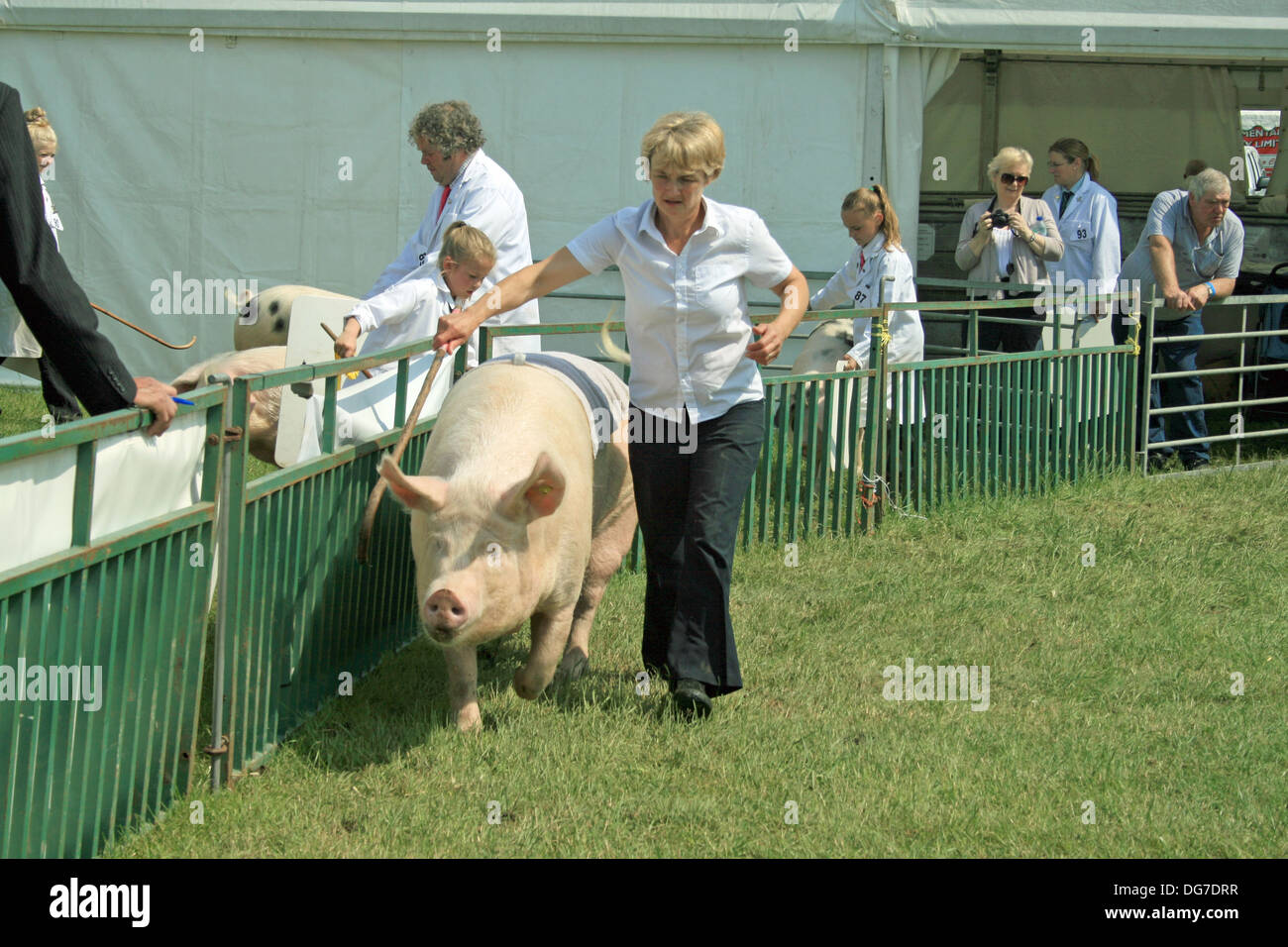 Schwein zu Fuß in 2013 Cheshire Schau Tabley Cheshire England Stockfoto