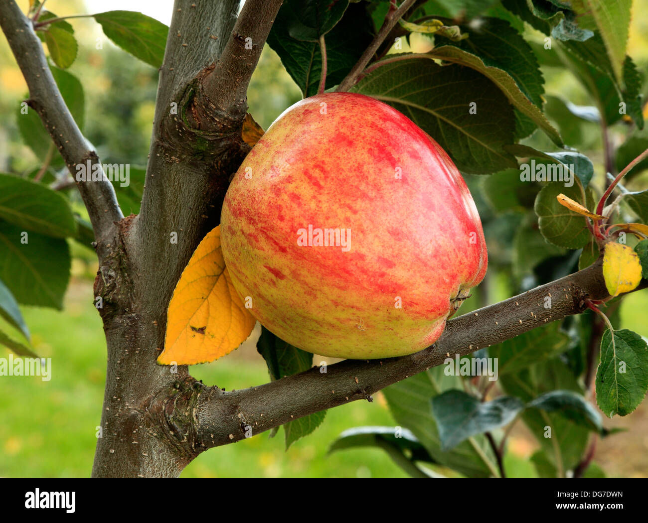 "Dr. Clifford", Vielzahl, Malus Domestica, Apfel, Äpfel Sorten wachsen auf Baum Norfolk England UK Stockfoto