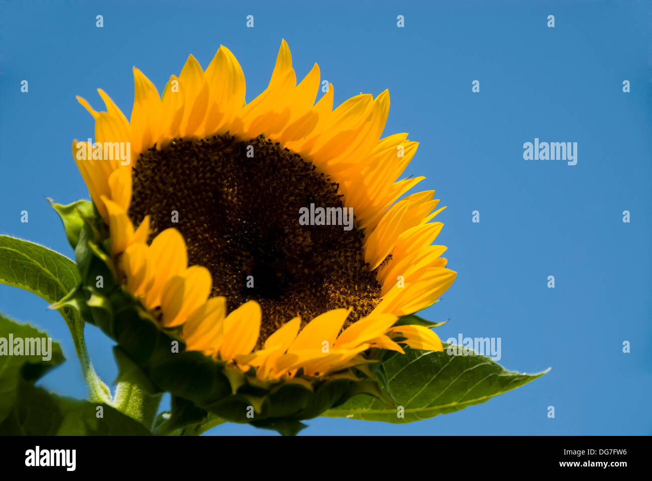 Eine Sonnenblume strahlt gegen den blauen Himmel Stockfoto