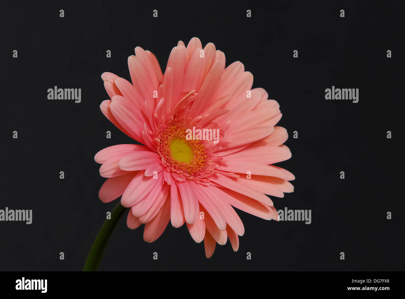 Ein leichtes rosa Gerber Gänseblümchen vor schwarzem Hintergrund Stockfoto