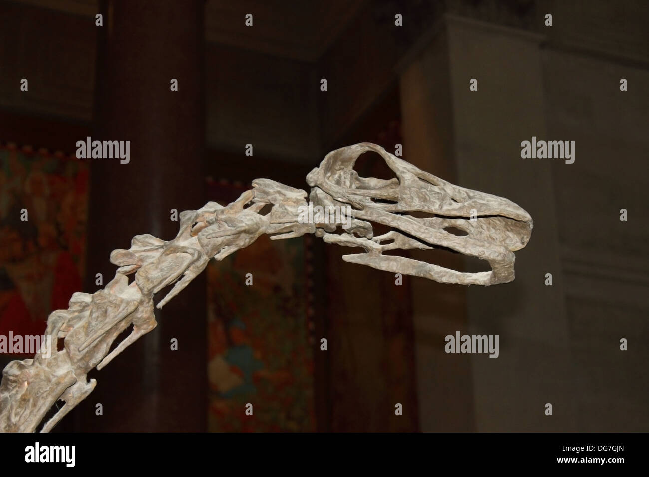 Blick auf den Schädel und Wirbelsäule eines Dinosauriers in der Lobby des American Museum of Natural History in New York City. Stockfoto