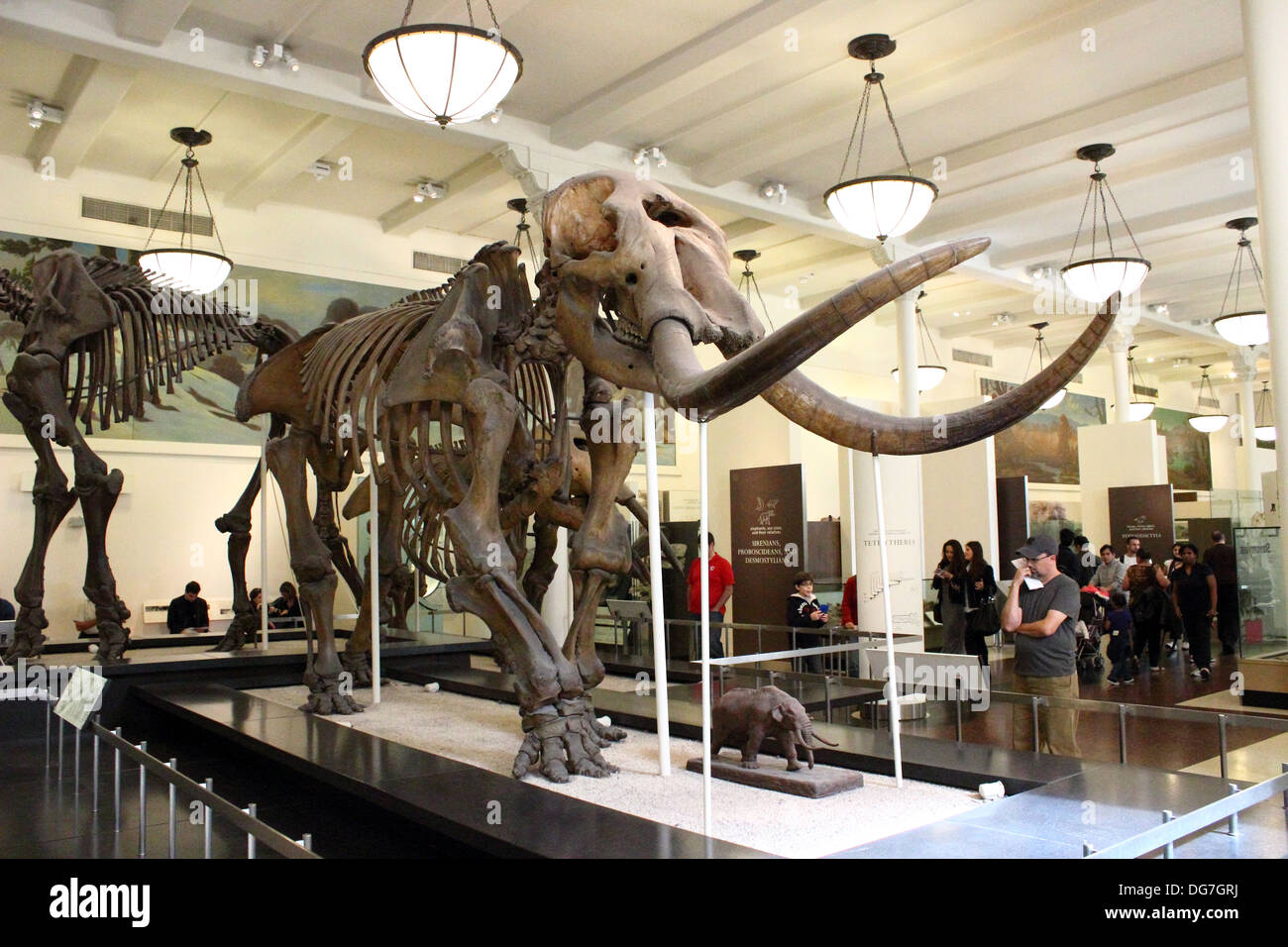 Die montierten versteinerten Überreste eines Mastodon erscheint am American Museum of Natural History in New York City. Stockfoto