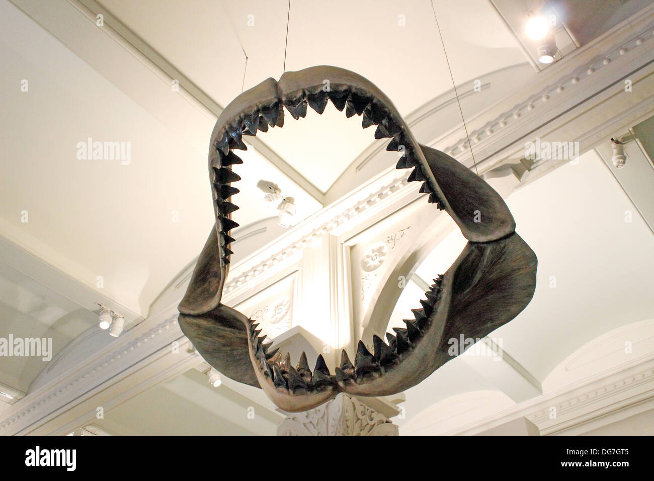 Eine Reihe von riesigen Megalodon Shark Jaws hängen von der Decke an das American Museum of Natural History in New York City. Stockfoto