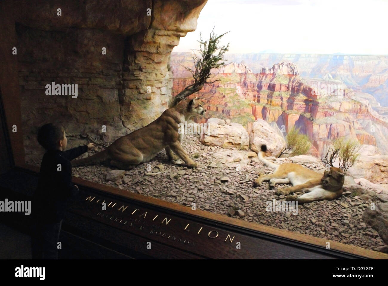 Ein kleiner Junge zeigt aufgeregt auf die Berglöwen in einem Diorama an das American Museum of Natural History angezeigt. Stockfoto
