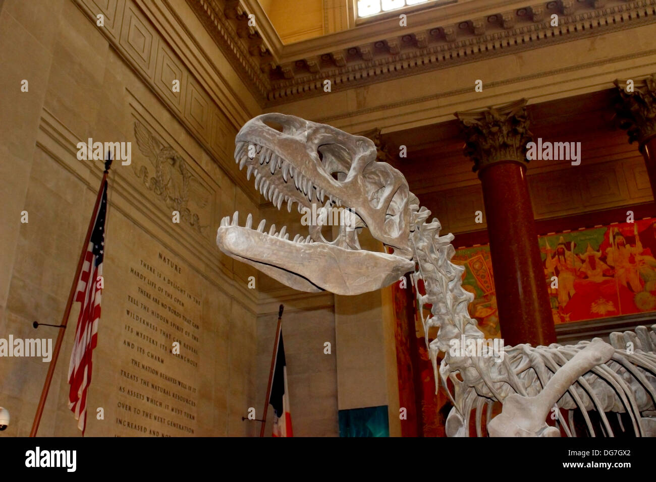 Ein Tyrannosaurus Rex erhebt sich über der Lobby des American Museum of Natural History in New York City Stockfoto