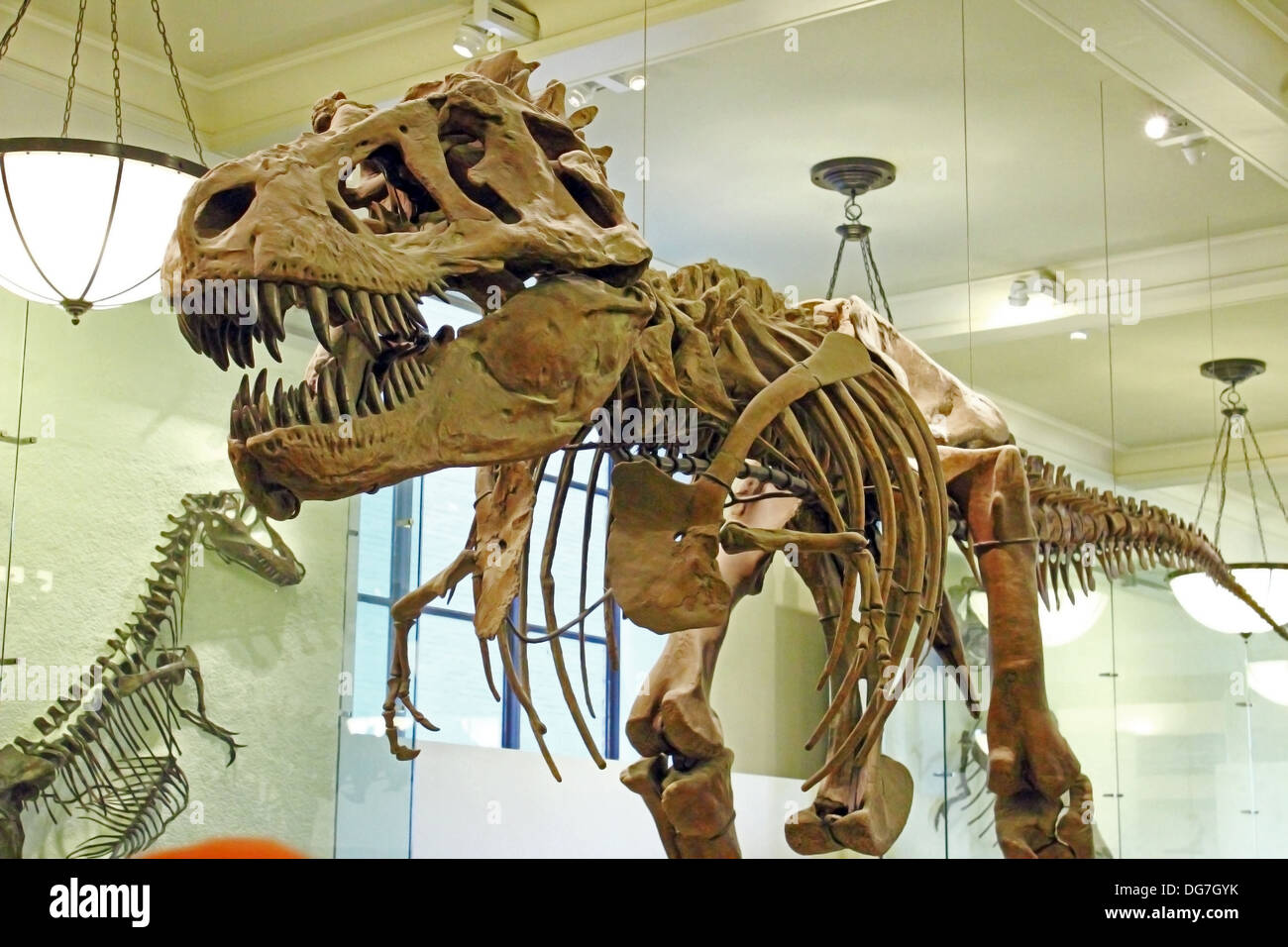 Die montierten versteinerten Überreste eines Tyrannosaurus Rex erscheint am American Museum of Natural History in New York City. Stockfoto