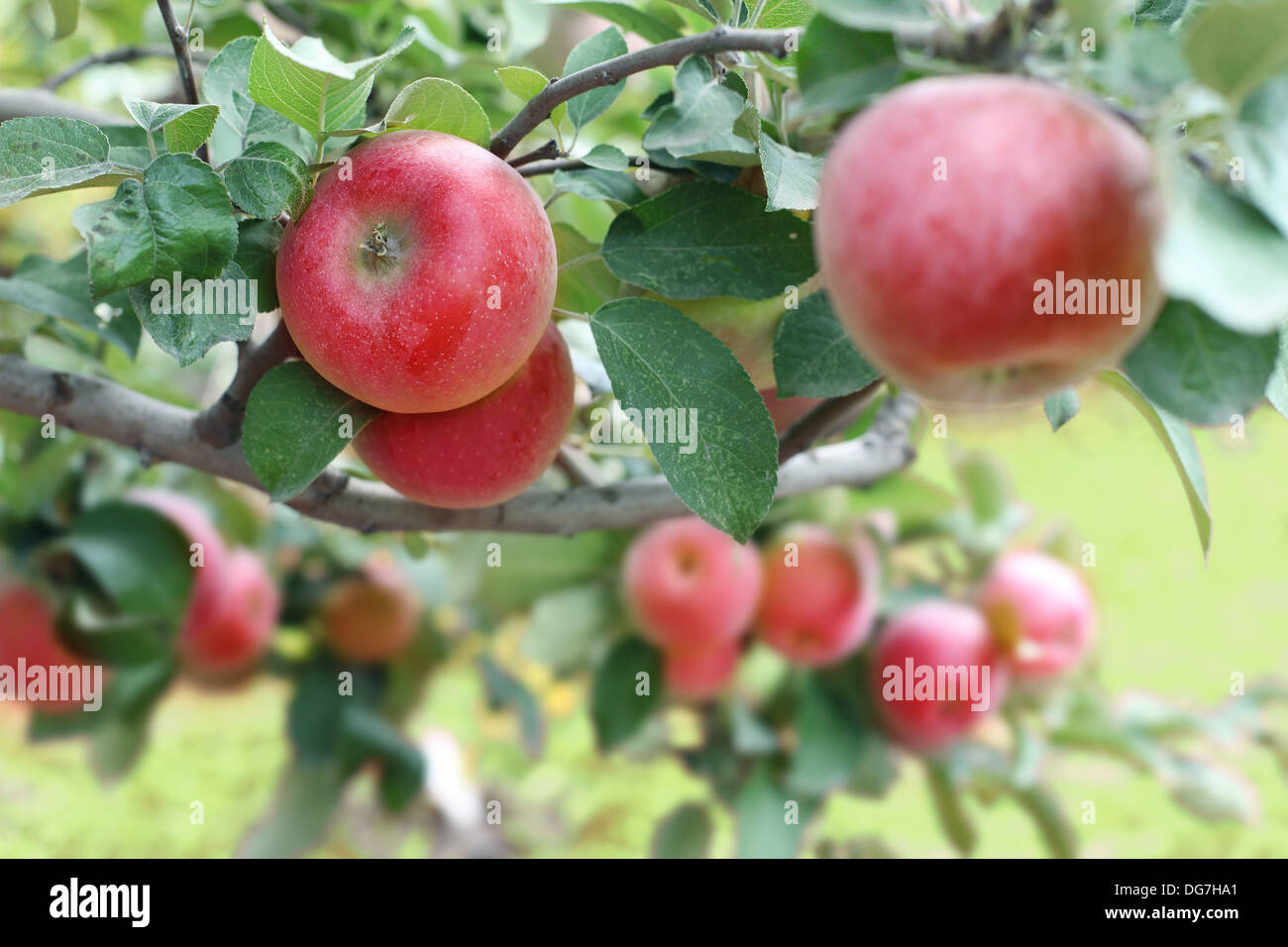 Schöne rote reife Äpfel auf dem Ast. Nahaufnahme. Stockfoto