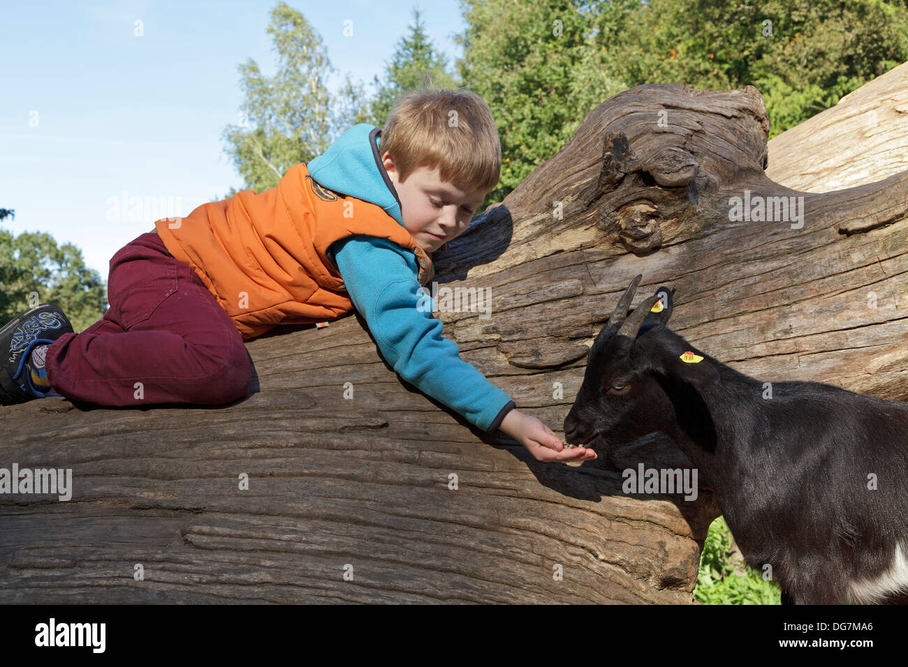 kleiner Junge Fütterung eine Ziege Stockfoto