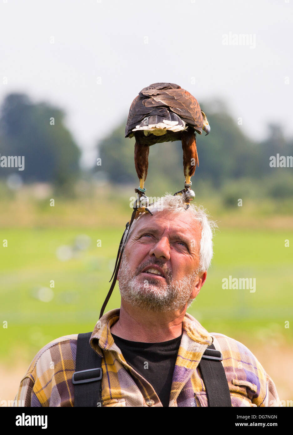 Eine Falknerei Display an Lowther Bird Of Prey Centre, in der Nähe von Penrith, Cumbria, UK, mit Falkner zieht ein Harris Hawk Stockfoto