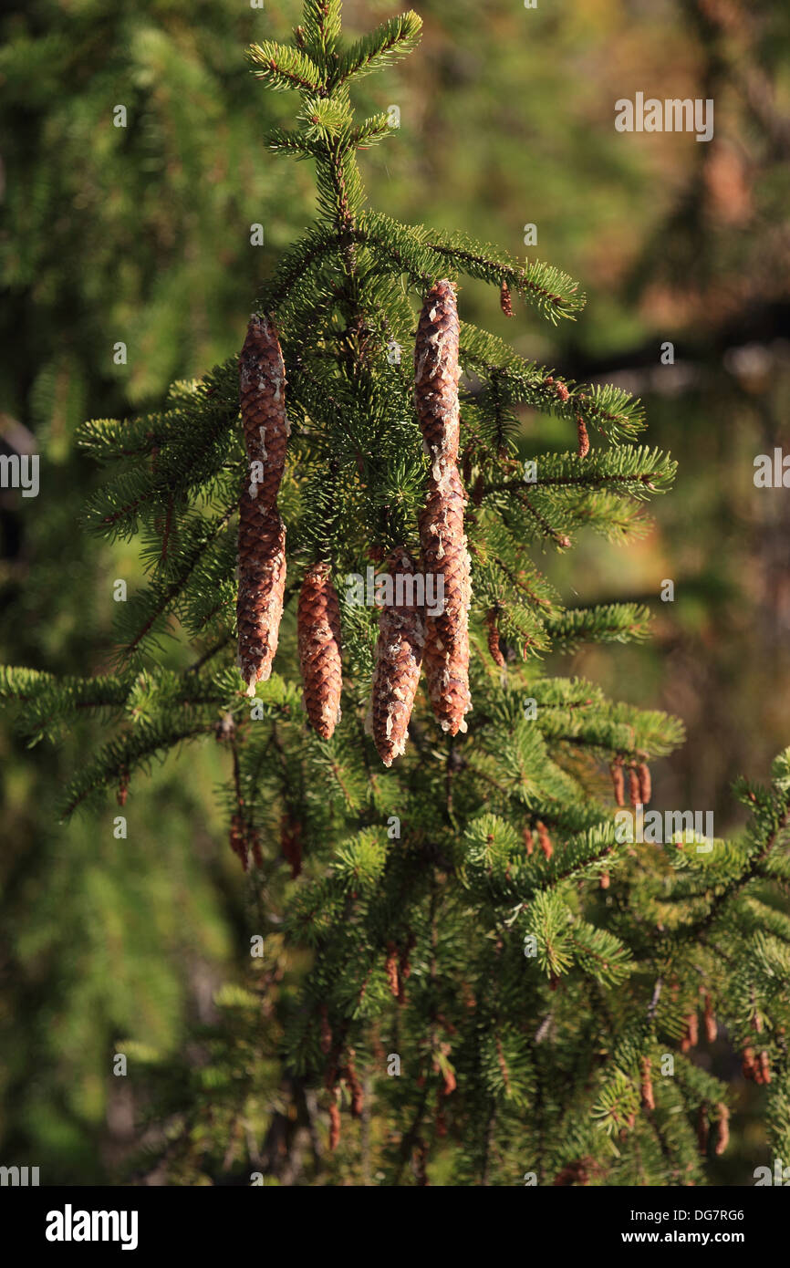 Kiefer Kegel Detail Nadel-Naturharz Stockfoto