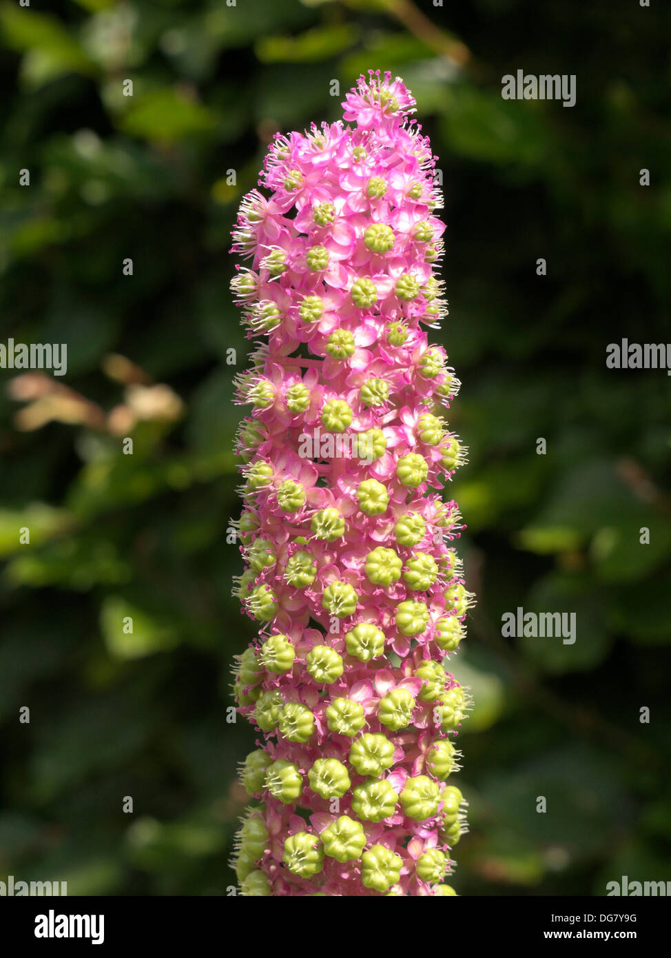 Rosa Blütenstand der amerikanischen Frankreich (Phytolacca Americana), Rutland, England, UK. Stockfoto