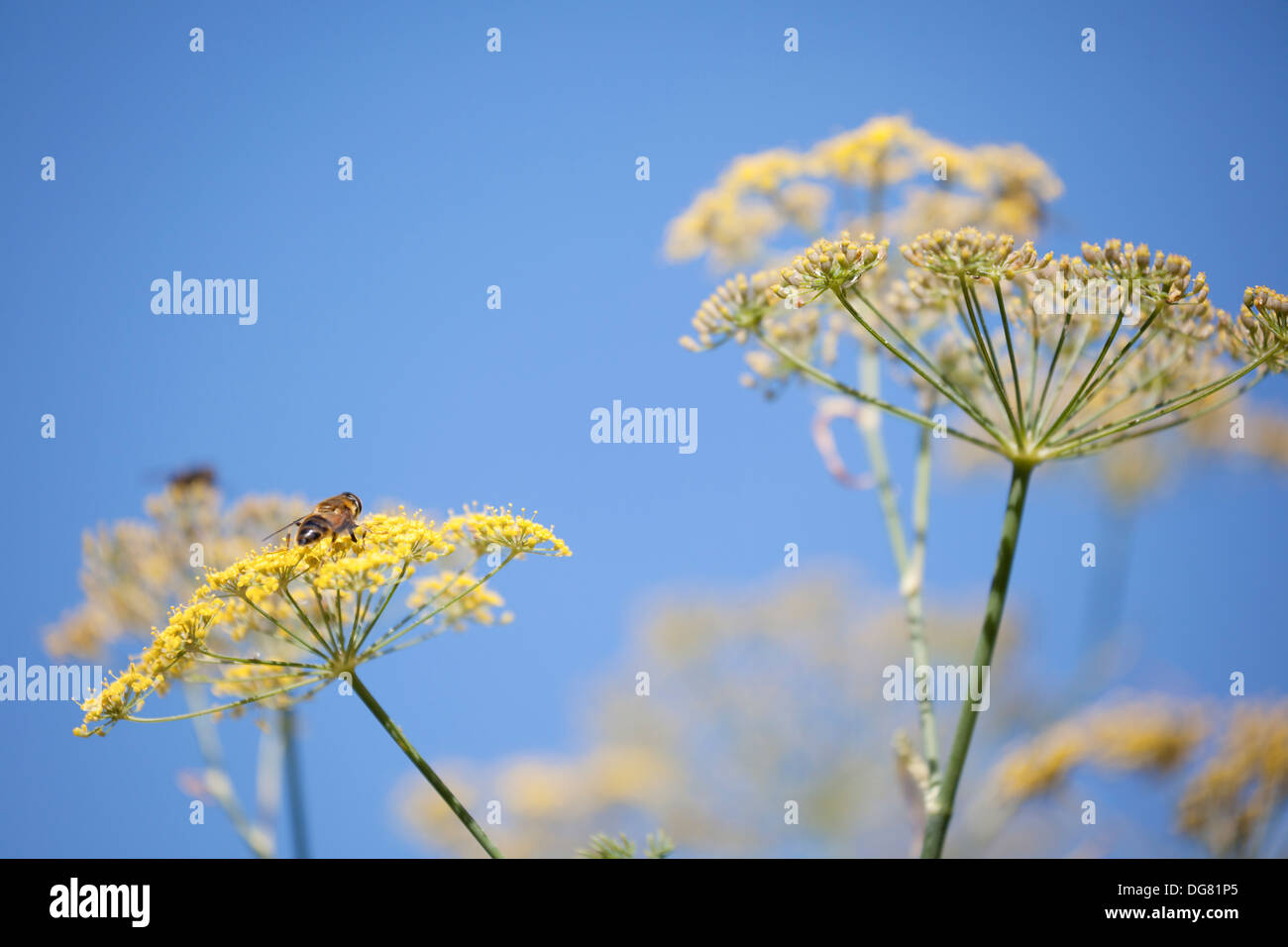 Honig Biene bestäuben gelbe Fenchel Blume mit geringen Schärfentiefe Stockfoto