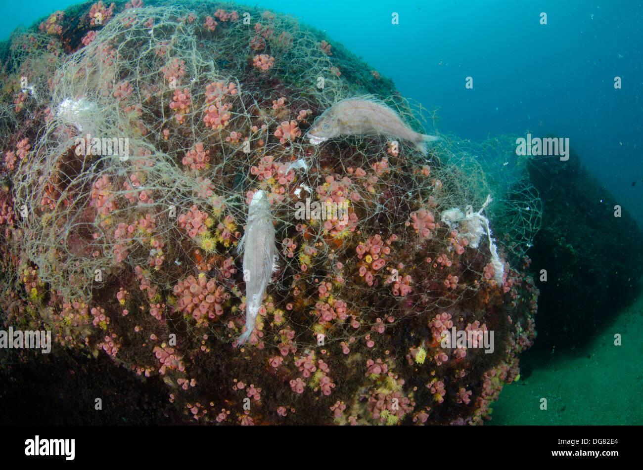 Tote Fische versauten auf einem verlorenen Fischernetz am Meer. Buzios Insel Ilhabela, North Shore von Bundesstaat Sao Paulo, Brasilien. Stockfoto